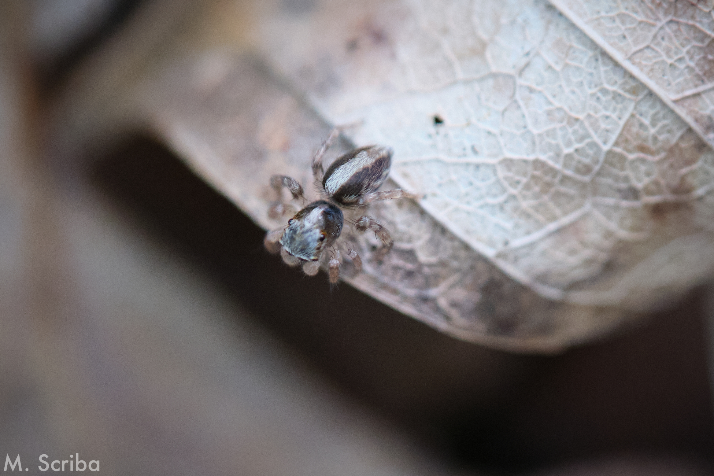 Saitis barbipes juvenile male on a leaf