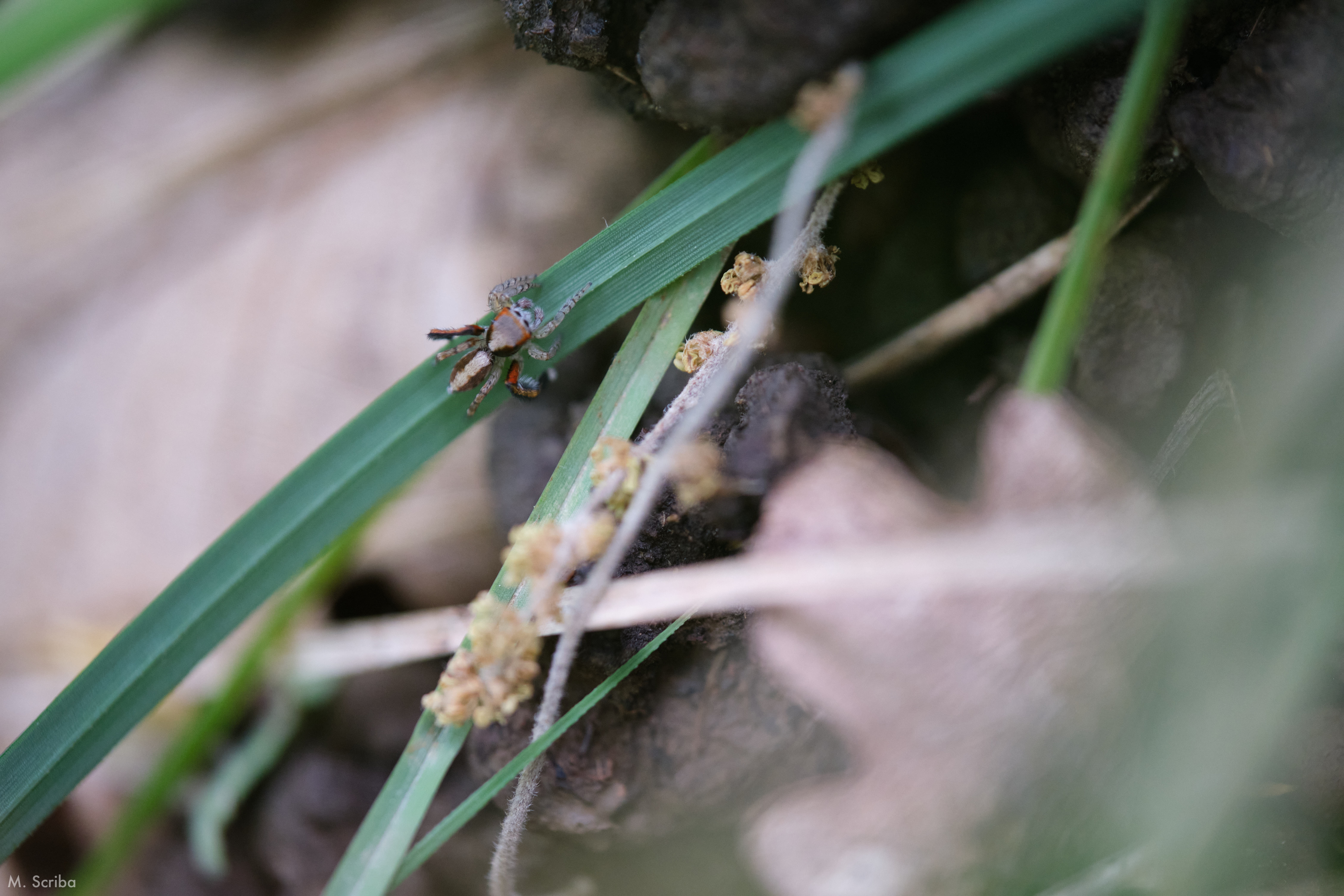 Saitis barbipes male on a leaf