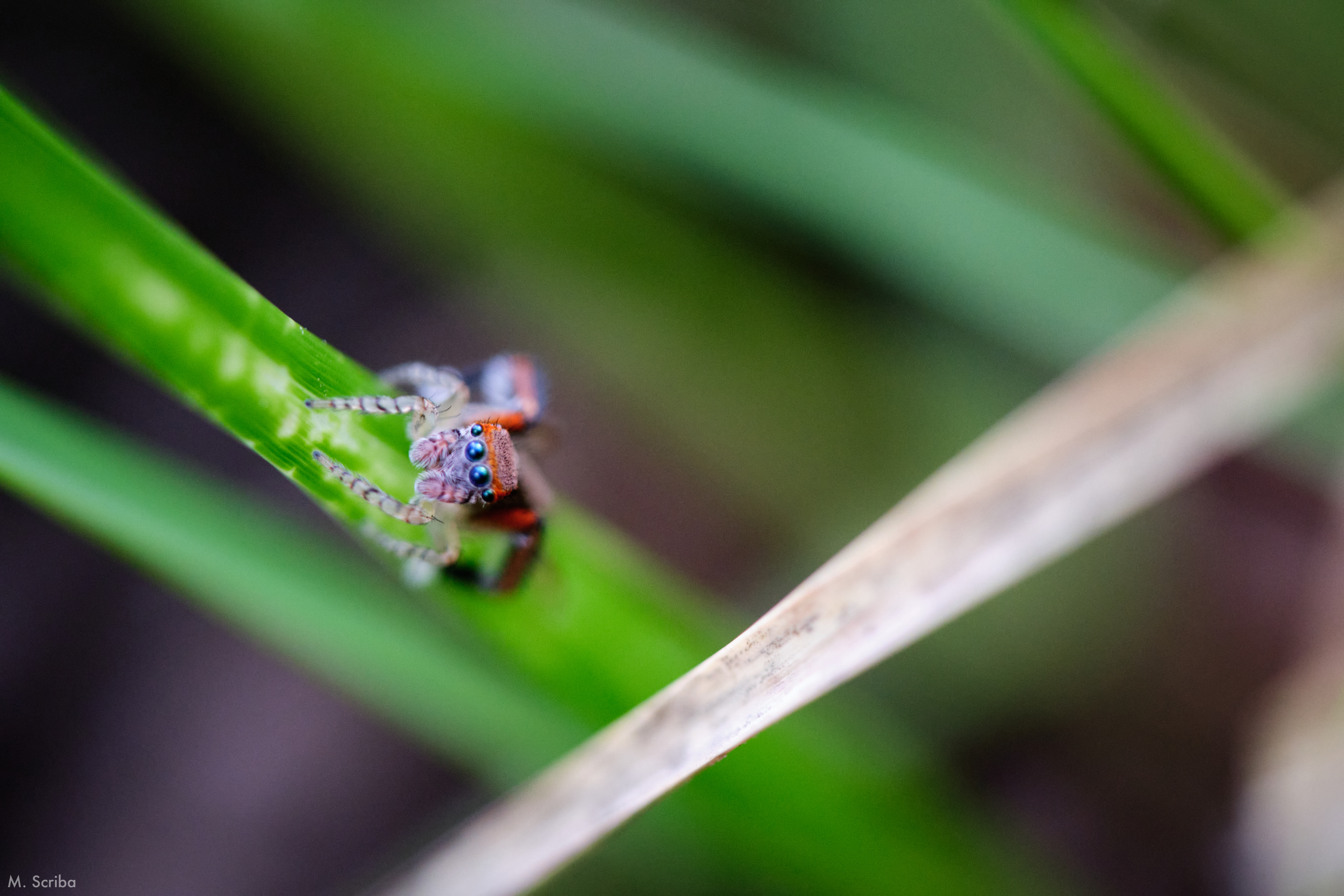 Saitis barbipes male