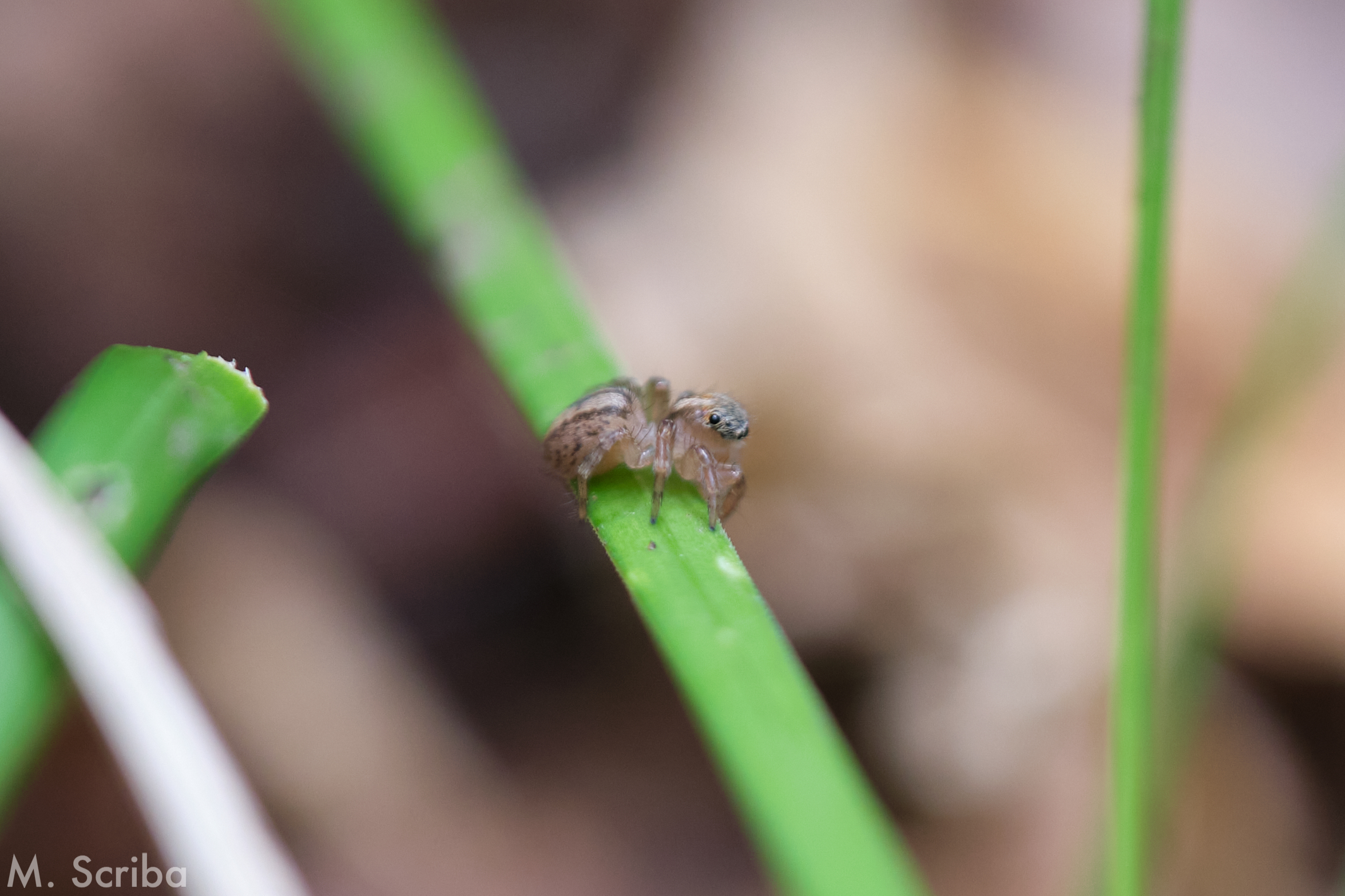 Saitis barbipes female on a leaf