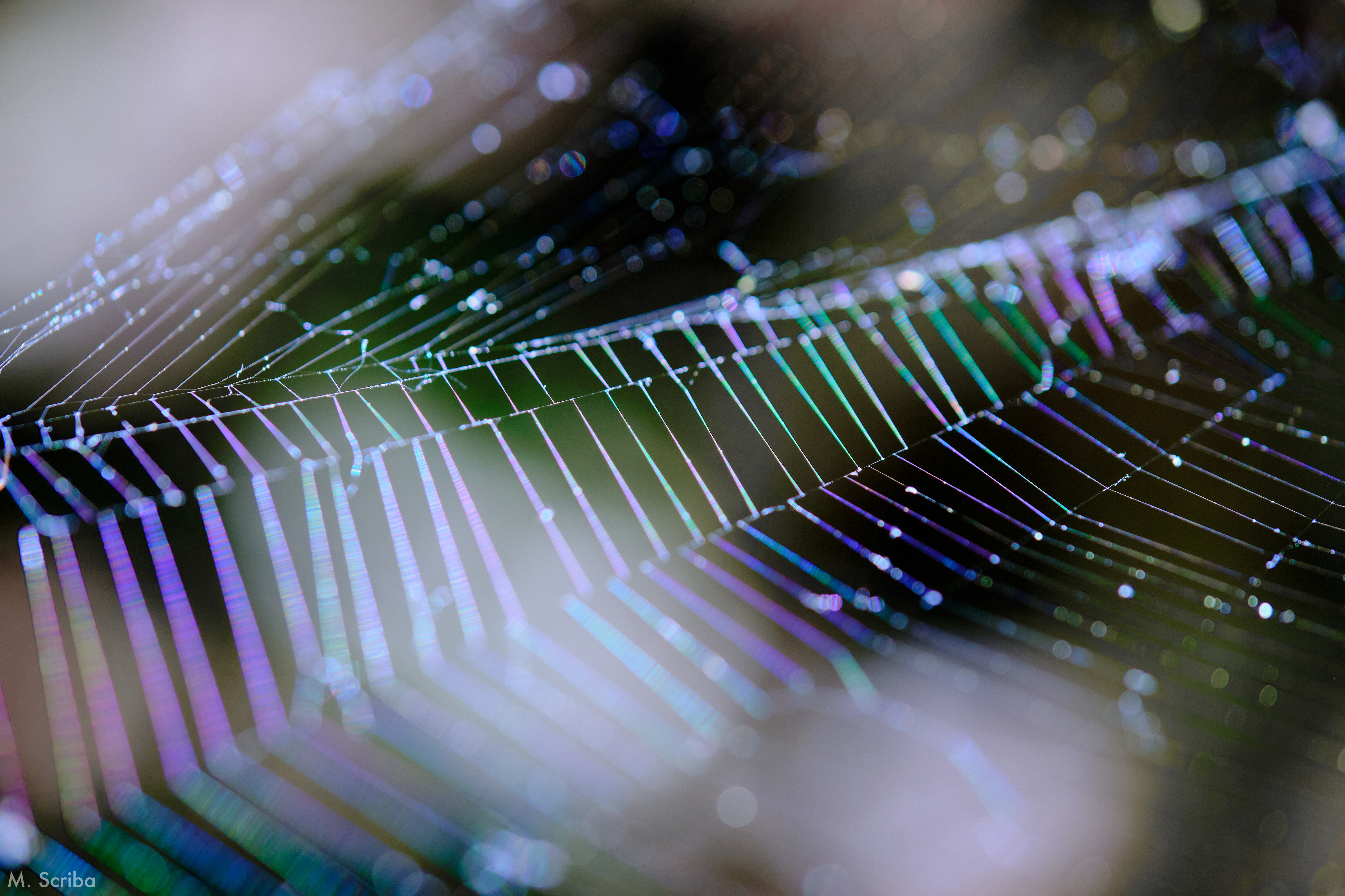 Spider web